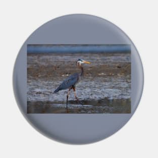 great blue heron fishing Pin