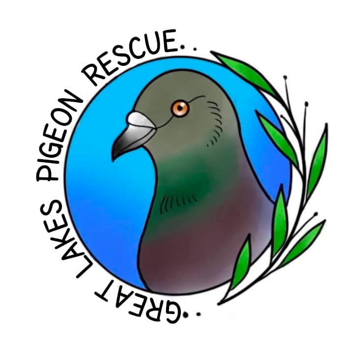 Great Lakes Pigeon Rescue profile image
