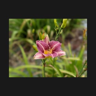 Pink Lily T-Shirt