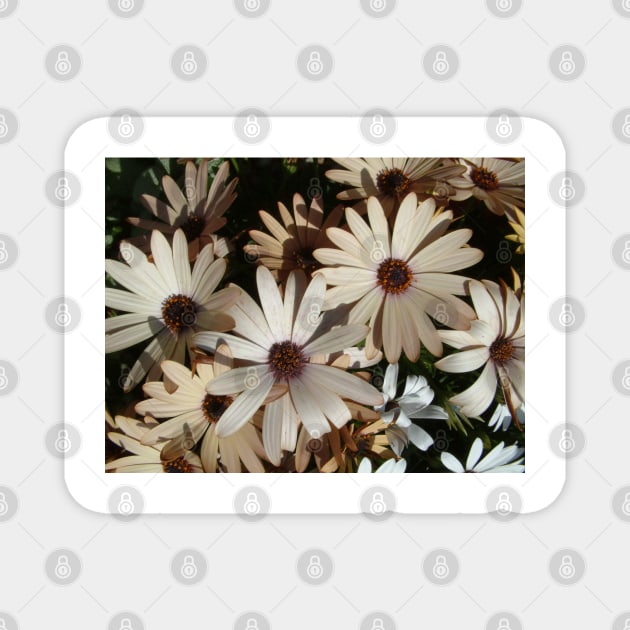 Daisies Magnet by artyfartycrafties