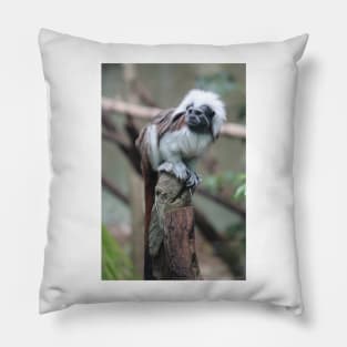 Cotton Top Tamarin Pillow