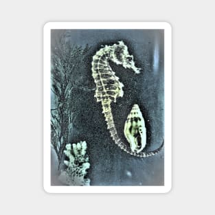 SEAHORSE Magnet