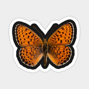 Special Black and Orange Butterfly | Entomology Lover Magnet