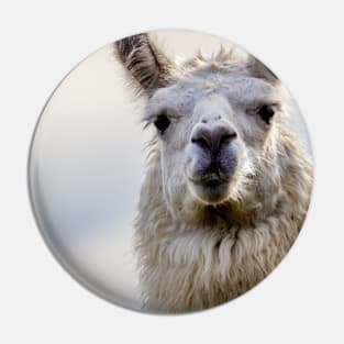 Cute Alpaca Portrait Wall Art Photograph Pin