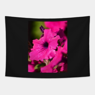 Fresh pink petunia blossom Tapestry