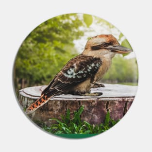 Laughing Blue-Winged Kookaburra Bird Sitting on Tree Stump Pin