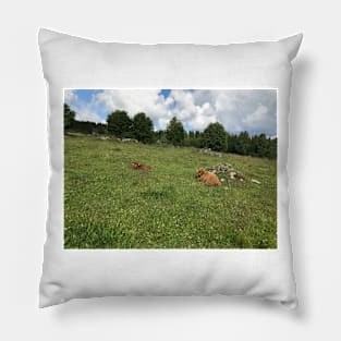 Scottish Highland Cattle Calves 1449 Pillow