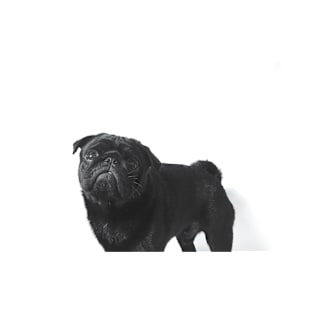 Hugo The black Pug - T-Shirt