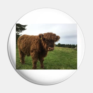 Scottish Highland Cattle Calf 1525 Pin