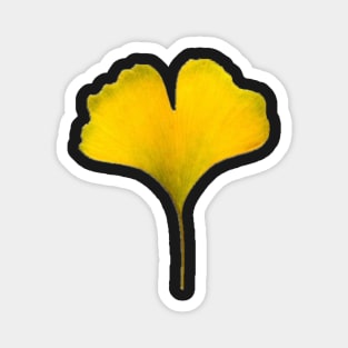 Ginkgo biloba Magnet