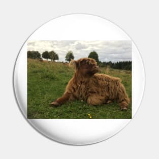 Scottish Highland Cattle Calf 1515 Pin