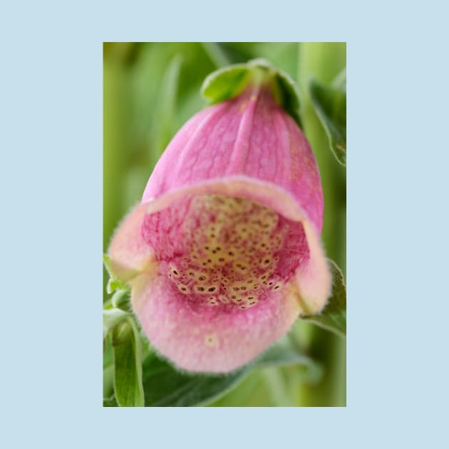 Digitalis × mertonensis  AGM  Strawberry foxglove by chrisburrows