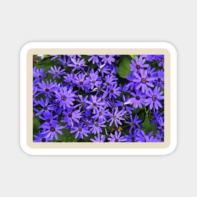 Asters Magnet by thadz