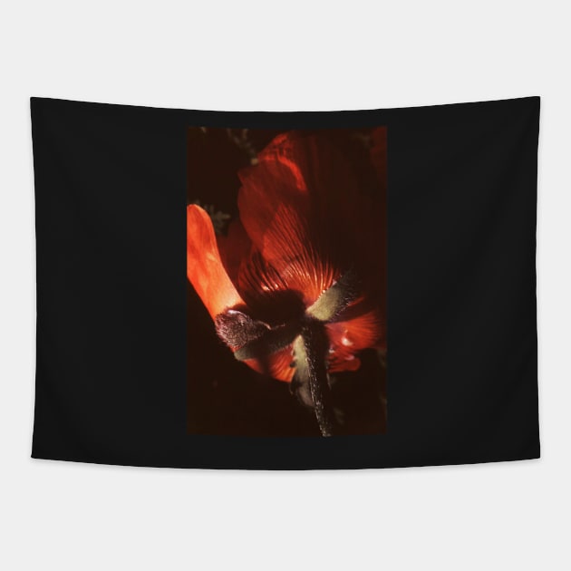 Poppy Tapestry by robelf