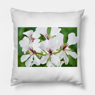 Ivy-leaved Pelargonium Pillow