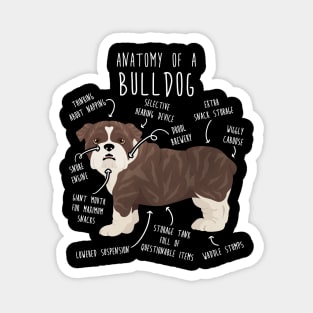 English Bulldog Brindle Dog Anatomy Magnet