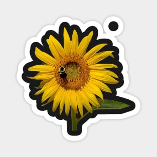 Sunflower with Bee Magnet