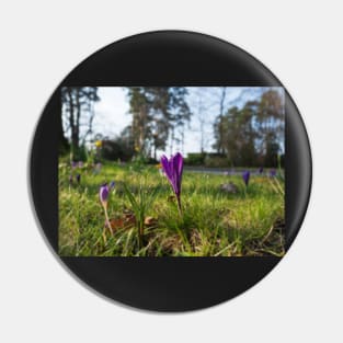 Purple flowering crocus. Time to spring Pin