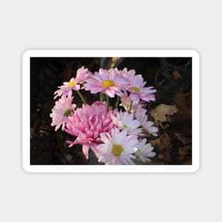 Pink Flowers, Brown Background Magnet