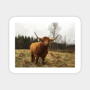 Scottish Highland Cattle Cow 2170 Magnet