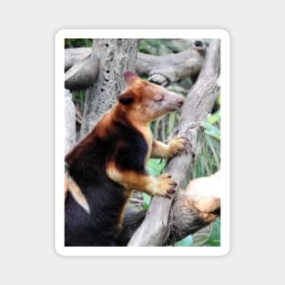 Tree Kangaroo Magnet