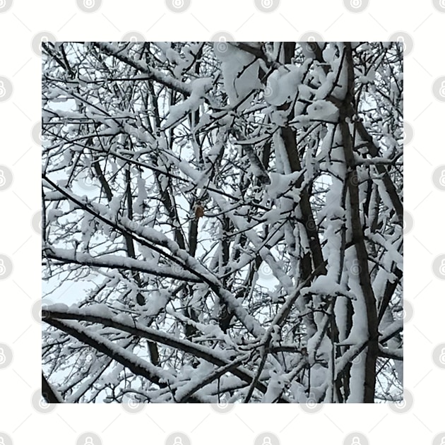 Snowstorm on tree branches in Chicago by djrunnels