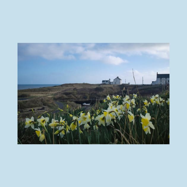 Seaton Sluice Harbour Daffodils by Violaman