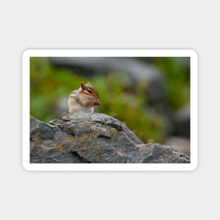 Chipmunk Magnet