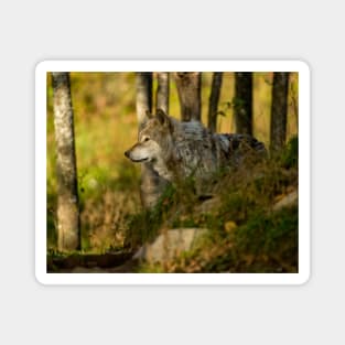 Timber Wolf Magnet