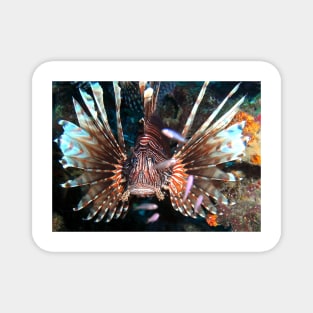 Caribbean Lion Fish guarding the Coral Reef Magnet