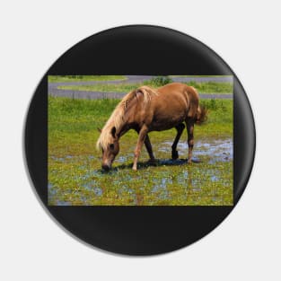 Assateague Pony Lunching on Watercress Salad Pin