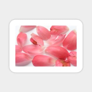 Peony petals  flower Magnet