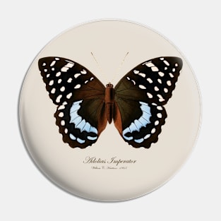 Butterfly - Archduke Butterfly, Adolias Imperator aka Lexias Satrapes or Tanaecia Calliphorus Pin