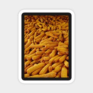 Corn cobs in a barn Magnet