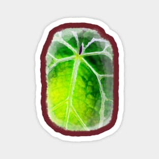 Unique and organic watercolour of a Anthurium red crystallinum seedling Magnet