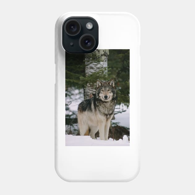 Grey wolf (Z932/0179) Phone Case by SciencePhoto