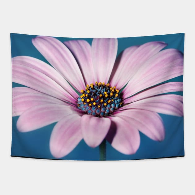 Daisy Blues Tapestry by SharonJ