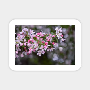 Pink Crab Apple Blossoms Magnet