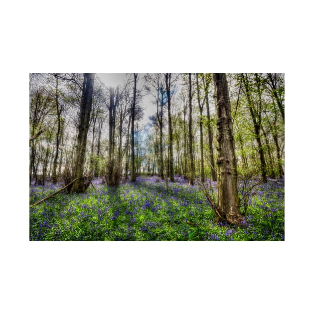 Bluebell Wood by Nigdaw