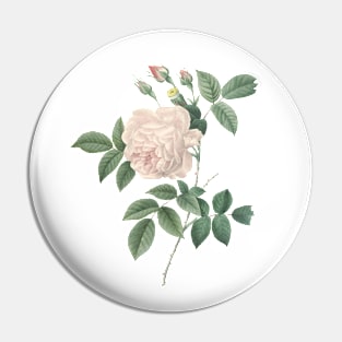 White Rose Flower Vintage Botanical Illustration Pin