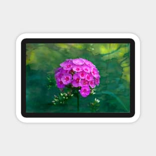 Pink Phlox Magnet