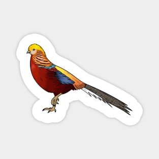 Golden pheasant bird cartoon illustration Magnet