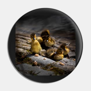 Mallard Ducklings Pin