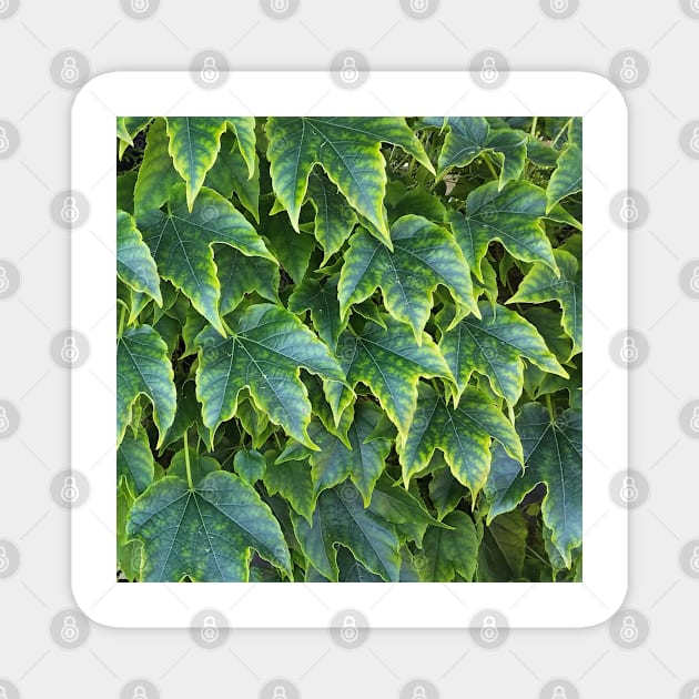 Green Yellow Ivy Leaves Magnet by DesignMore21