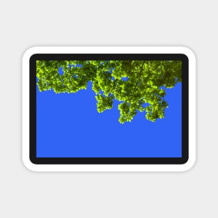 Green oak leafs and branches against blue background Magnet