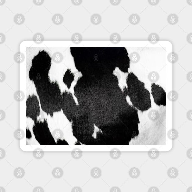 cow fur Magnet by Hispaniola-Fineart
