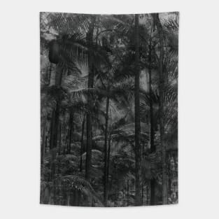 Bangalow Palms in the rainforest Tapestry