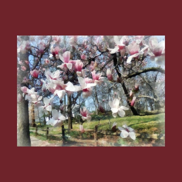 Spring - Magnolia Closeup by Fence by SusanSavad