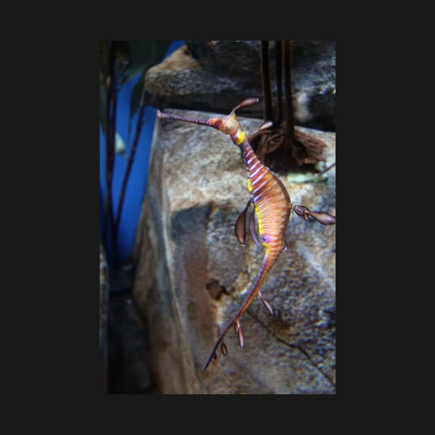 Sea Dragon - Atlanta Aquarium - Georgia by searchlight