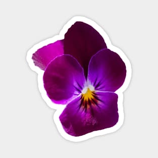 Purple Violet Flower Magnet